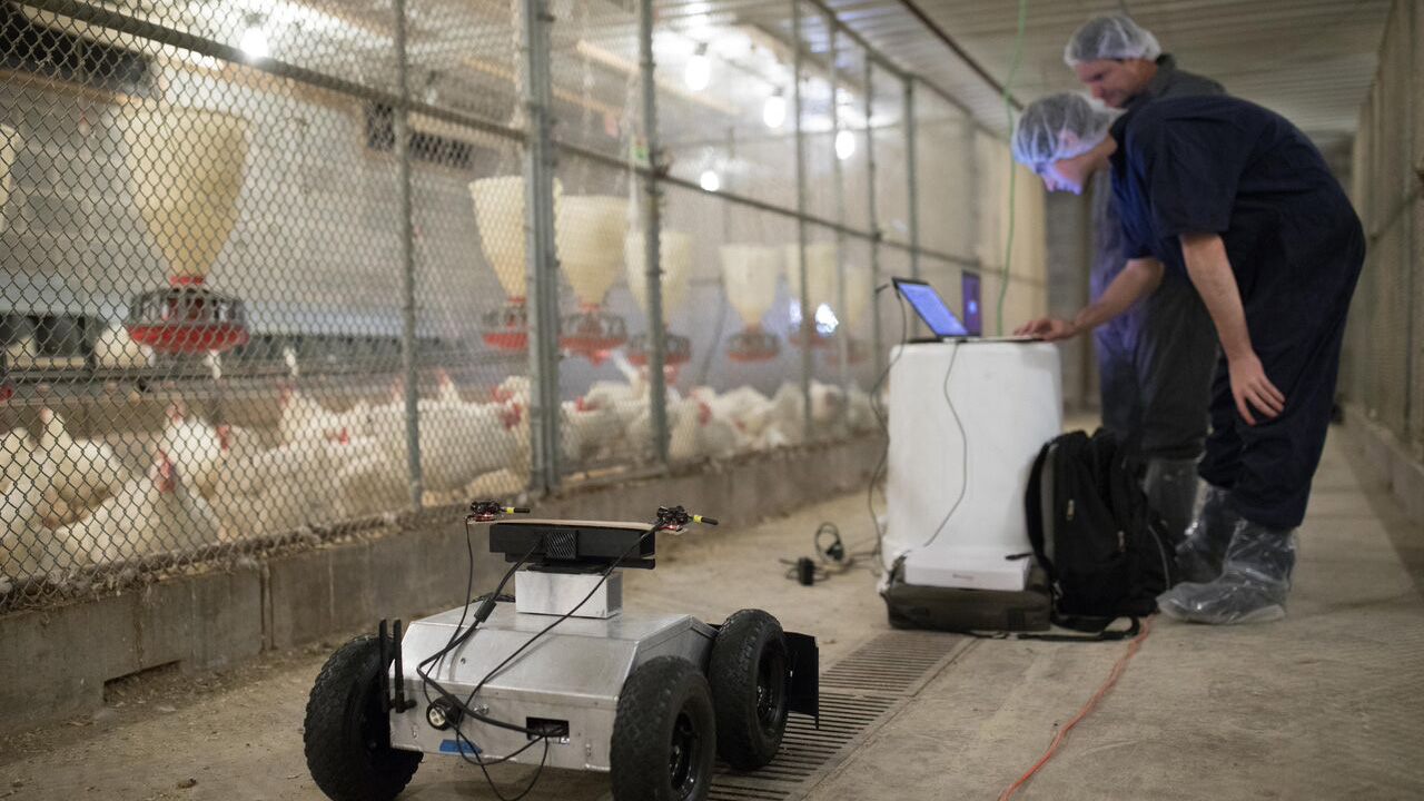 photo: two men looking at laptop screen, inside the chicken house with small robot.
