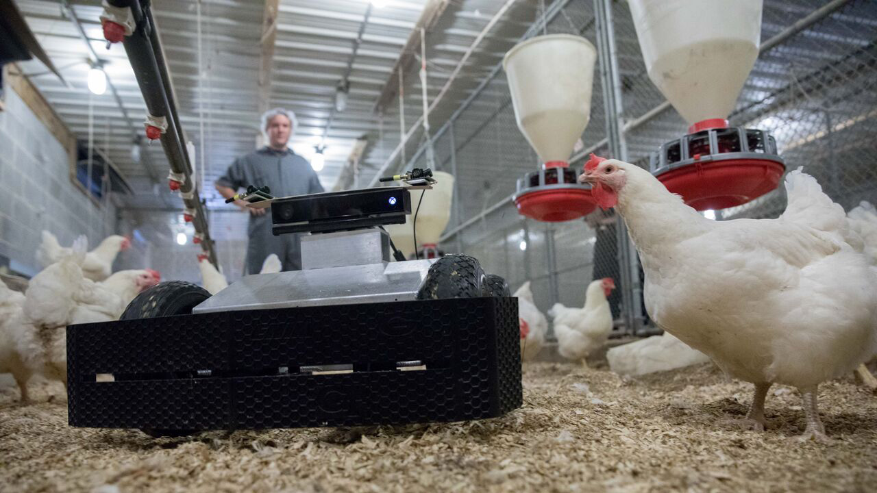 photo: close up of robot inside chicken house, being inspected by a curious chicken.