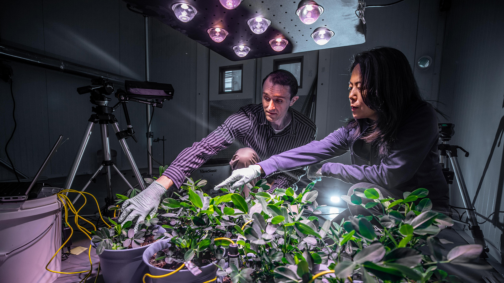 photo: two researchers in lab examine peanut plants.