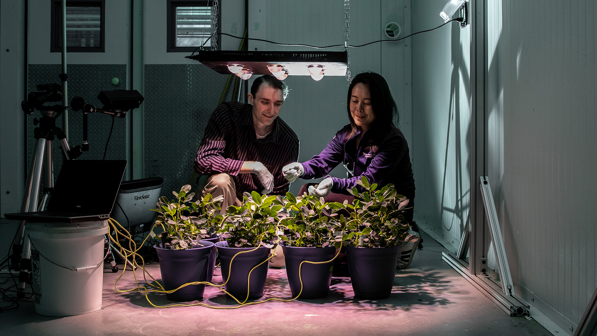 photo: a male and female researcher examine peanut plants in lab.