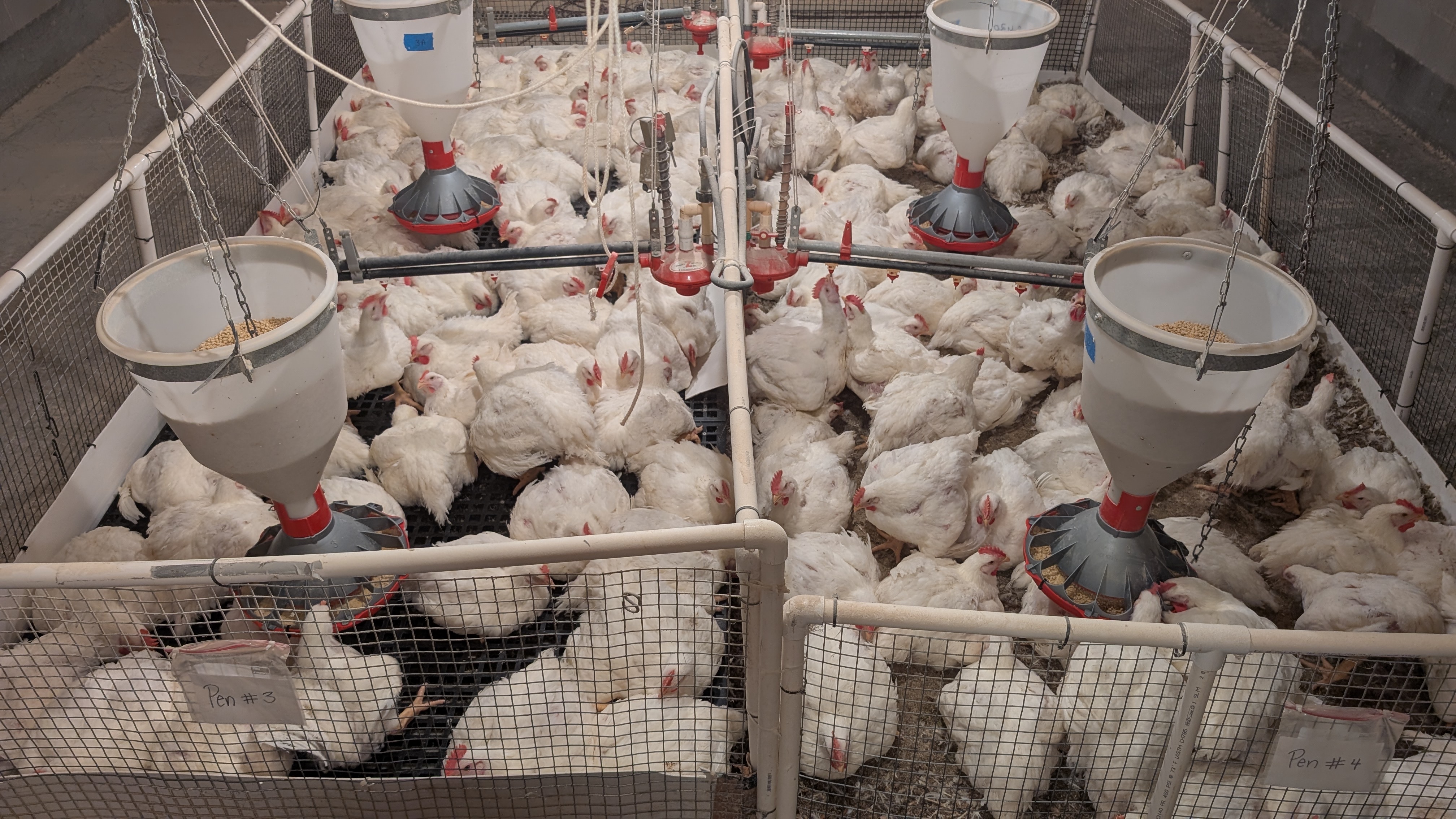 A group of chickens at a facility where GTRI tested its BHIG-MESS technology. =