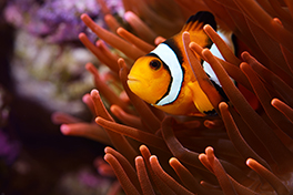 Image of a fish