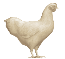 graphic: animated chicken walking