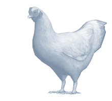 graphic: animated chicken pecking at ground