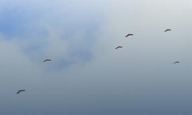 Six Zephyr aircraft in the sky