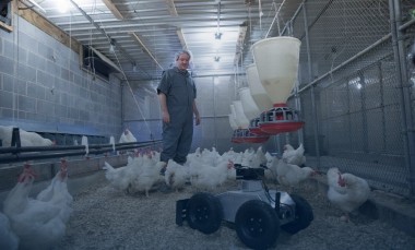 GTRI-research-scientist-Colin-Usher-watches-a-robot-as-it-operates-in-a-chicken-grow-out-house. -Photo-credit-Branden-Camp-Georgia-Tech-Research-Institute
