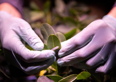 photo: gloved hands of researcher attaching sensor to peanut leaf.