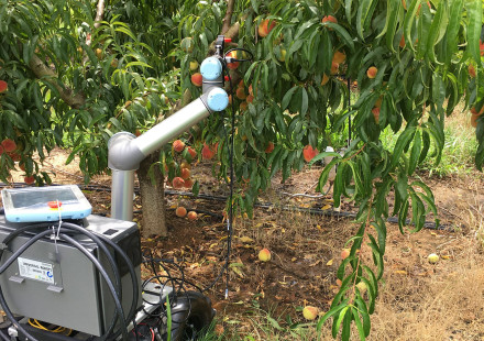 Robot in peach orchard raising arm to grab fruit from tree.