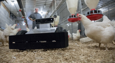photo: image of small robot rolling around inside chicken house.