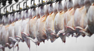 Poultry hanging in processing plant.