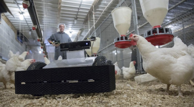 ISTD-Robot surrounded by chickens