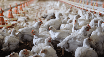 Live poultry