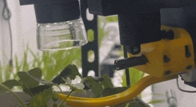 Autonomous robot handles pollination on a plant
