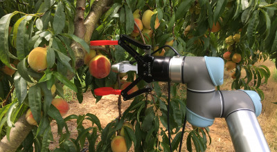 Photo showing a robotic arm picking a peach from a peach tree. 