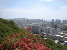 Pearl City Skyline